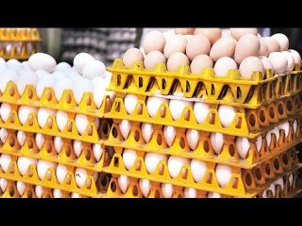 Egg Omelette in a Bag | Omlette Pizza | Best Omlettes in Hyderabad | Indian Street Food