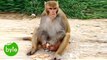 Funny Monkey Eats Cream & Leaves Biscuits - Crazy Monkey Video