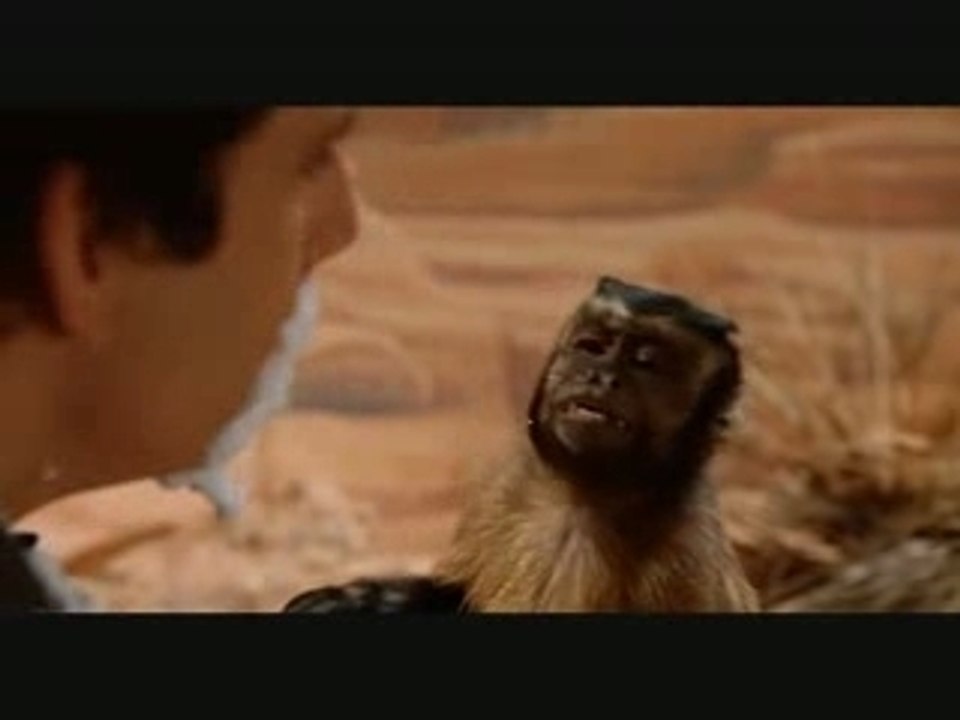 ouistiti-monkey