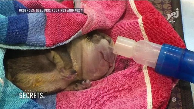 Une vétérinaire doit annoncer une terrible nouvelle au propriétaire d'une chienne - Regardez