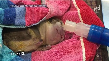 Une vétérinaire doit annoncer une terrible nouvelle au propriétaire d'une chienne - Regardez