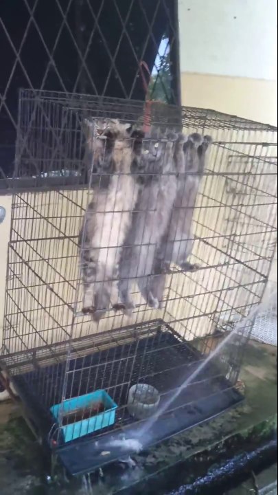 Juste 3 chats qui n'aiment pas l'eau...