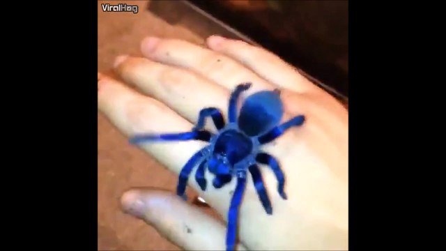 Une nouvelle espèce d'araignée découverte - Sazima tarantula