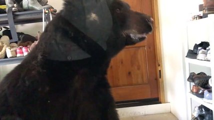 Une femme découvre un ours dans son garage !