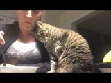 This Cat Can't Keep Her Paws Off Her Owner's Food
