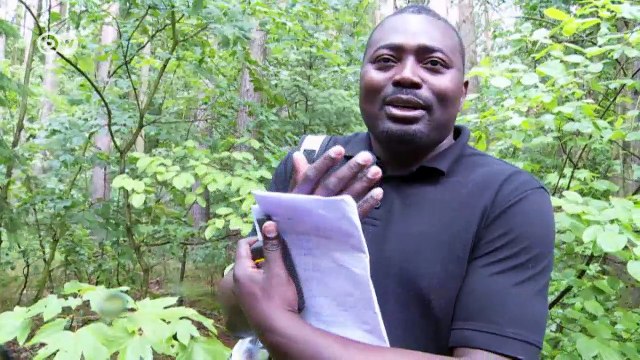 Understanding forests | DW English