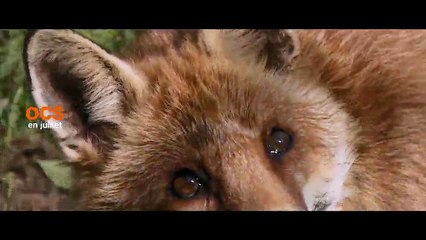 OCS le programme en juillet août septembre 2017