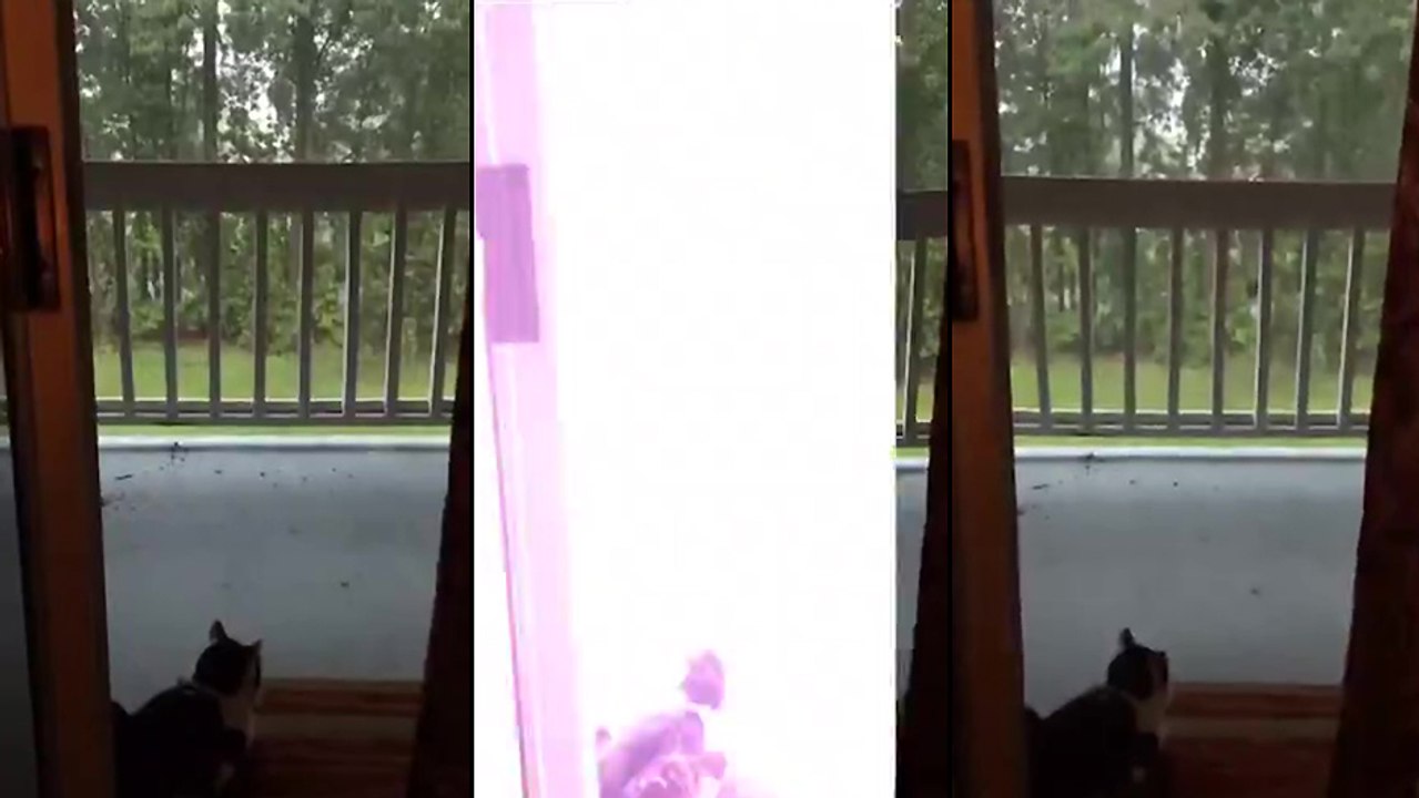Un éclair fait peur à un chat