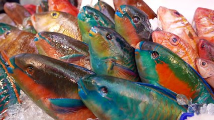 Japanese Street Food GIANT PARROTFISH SASHIMI Okinawa Japan