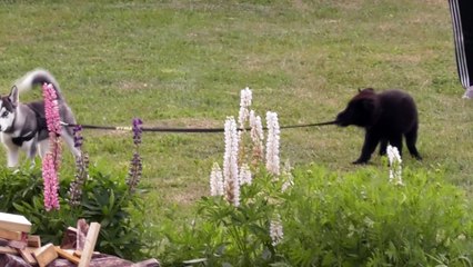 German Shepherd puppy performs Husky puppy