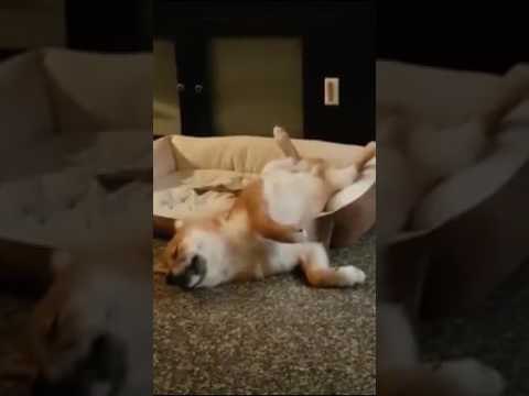 Snoozing Shiba Inu Has a Bad Dream