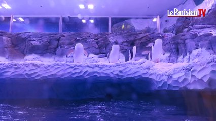 Seine-et-Marne : l’attraction des manchots ouvre à Sea Life