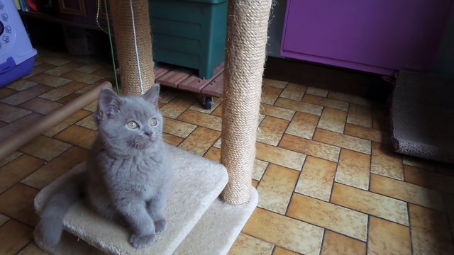 Nickel chaton british shorthair