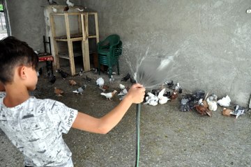 Güvercinler de Sıcaktan Korunmanın Yolunu Buldu