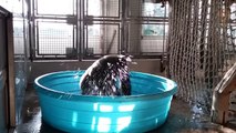 Breakdancing Gorilla Enjoys Pool Behind the Scenes
