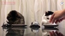 Cool -D Cats are awesome ♥ - World of Animals