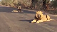 Lions Roaring - Lynn Hoff - Latest Sightings Pty Ltd