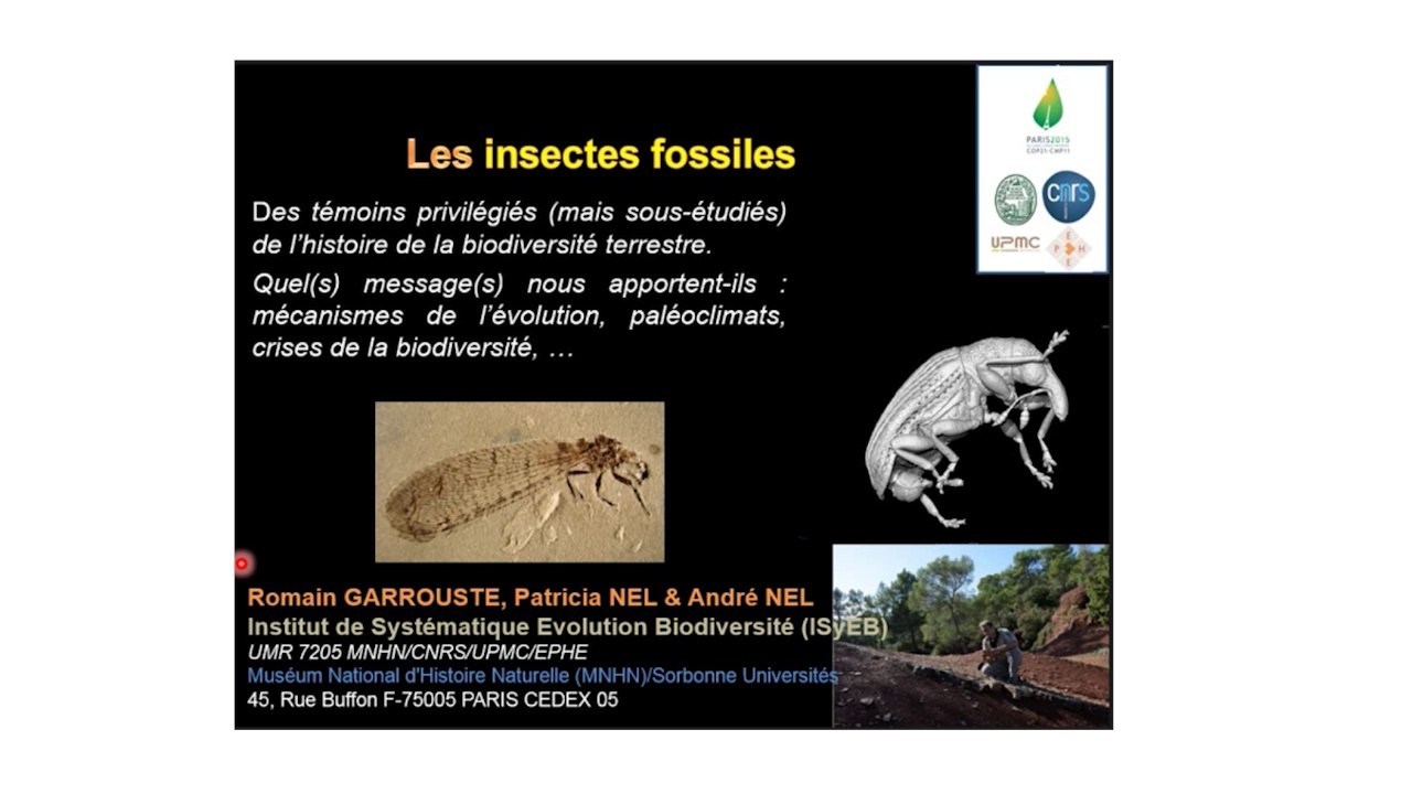 Les insectes fossiles : une longue histoire de petites bêtes (5/5)