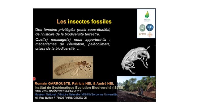 Les insectes fossiles : une longue histoire de petites bêtes (5/5)