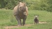 Two critically endangered rhino calves born within a week of each other at UK zoo