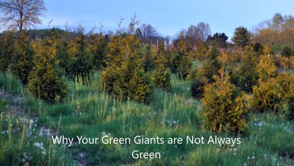 Changes in Color  you can expect to  see in  Green Giant Arborvitae