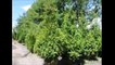Fast Growing Arborvitae      The Green Giants...8 ft tall  June 2017