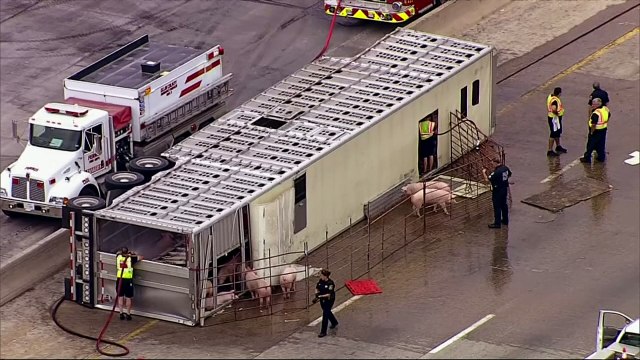 Pigs save their own bacon after truck overturns on highway