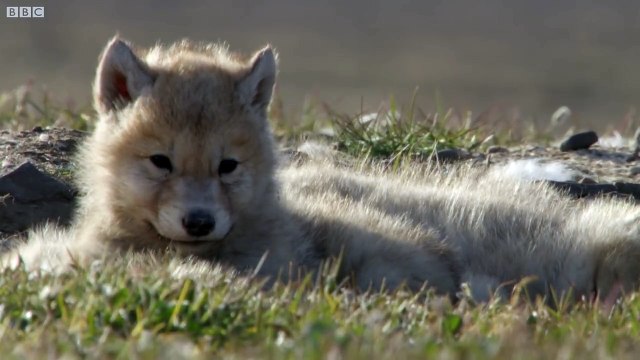 Wolf Pack Hunts A Hare The Hunt BBC Earth
