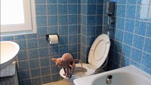 Почти на бизнес кошки перейти тигр туалет обучение унд и кошка туалет Драко
