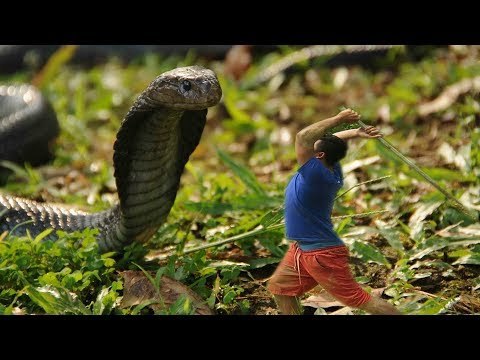 Amazing Snake Trap Using Deep Hole - How to Catch Snake in Cambodia