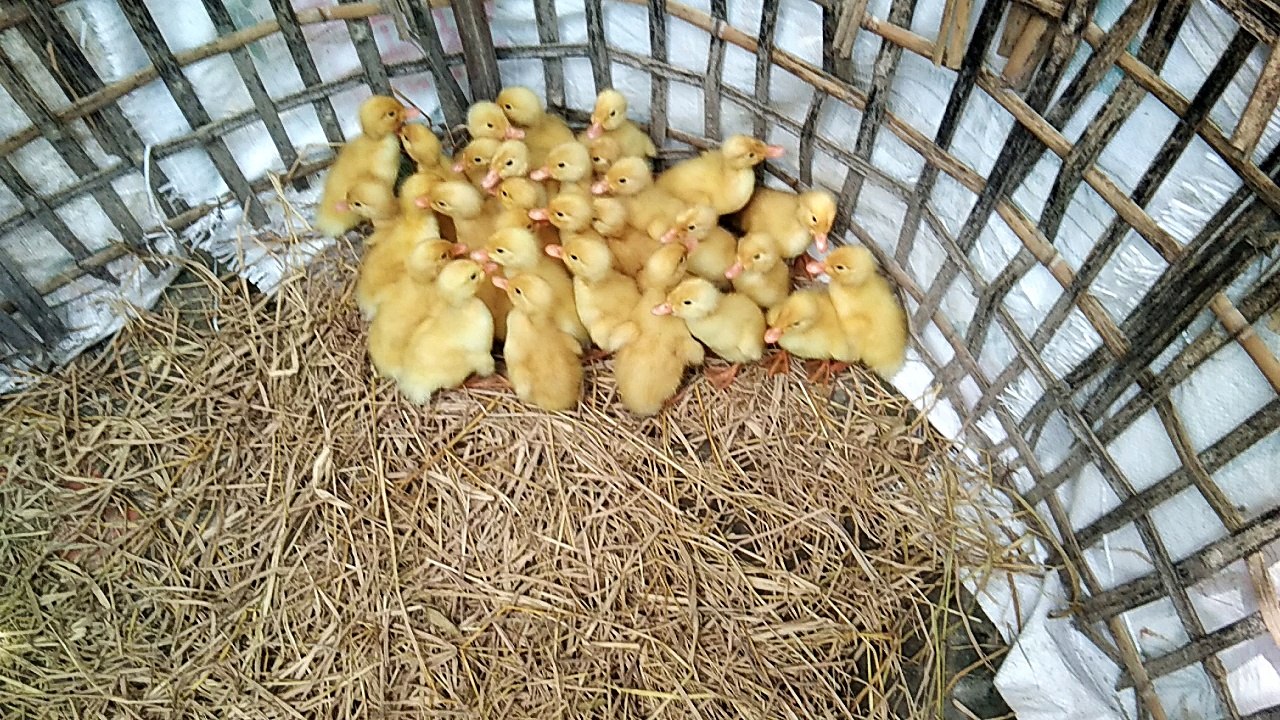 Duckling Sao 15 down the drive