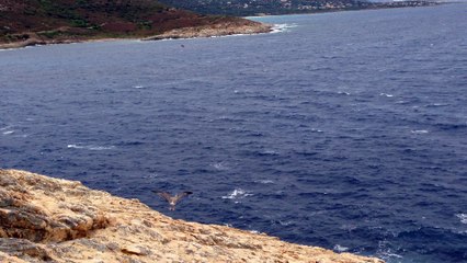 L'Île-Rousse : premier envol d'un jeune goéland à la Pietra