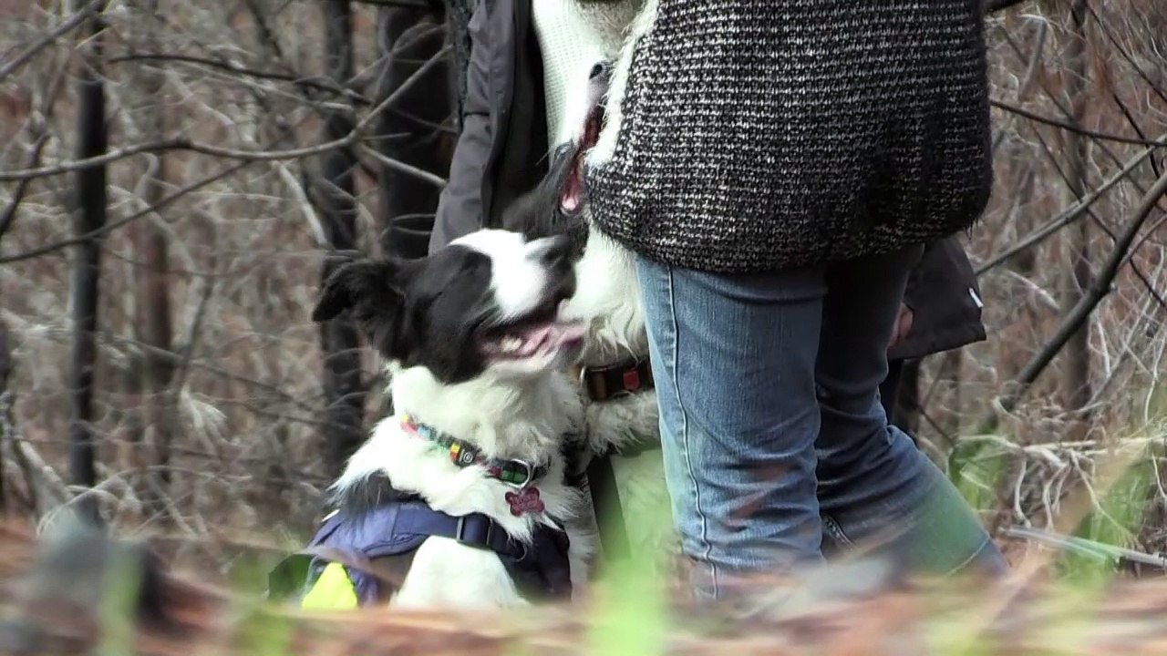 Perros ayudan a reforestar bosques quemados