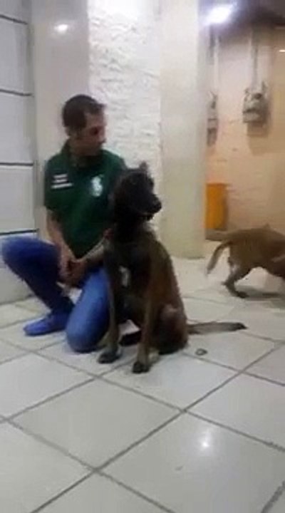 Un dresseur canin se fait mordre au visage par un Malinois