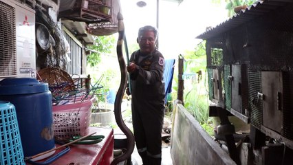 Cobra Caught After Eating A Rooster