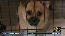 Animal shelters preparing for busy July 4th holiday