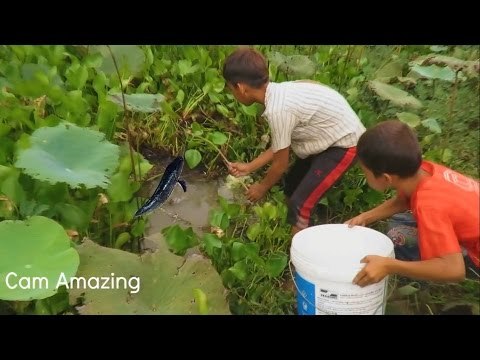 Amazing Fishing Hook - How To Fishing With Khmer Fish Hook - Cambodia Traditional Fishing update