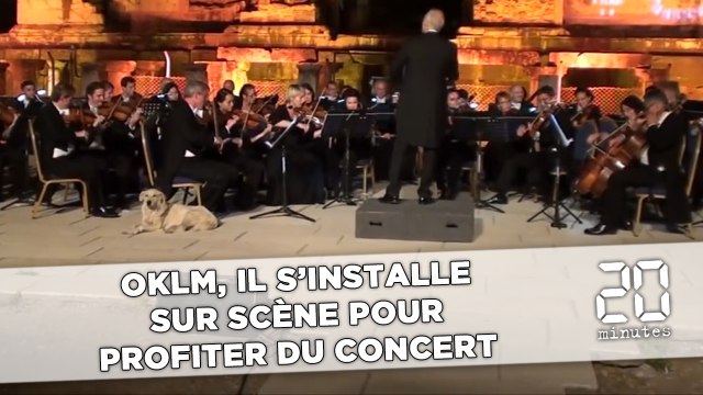 Un chien s'installe aux premières loges d'un concert de musique classique