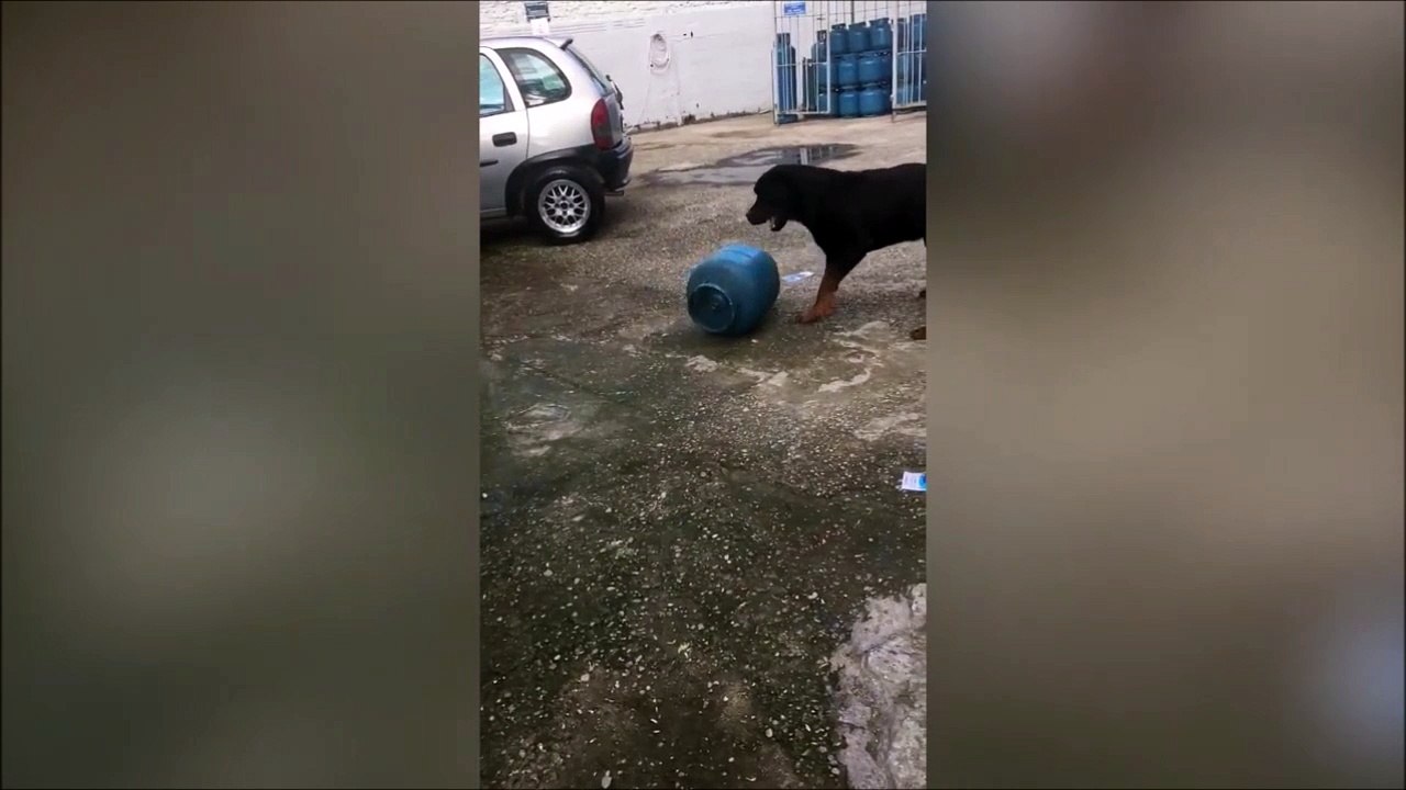 Ce chien joue avec une grosse bouteille de gaz... Gros chien, gros jouet!