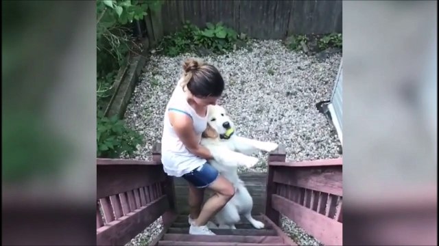 Son chien refuse de rentrer après sa promenade... Grosse galère
