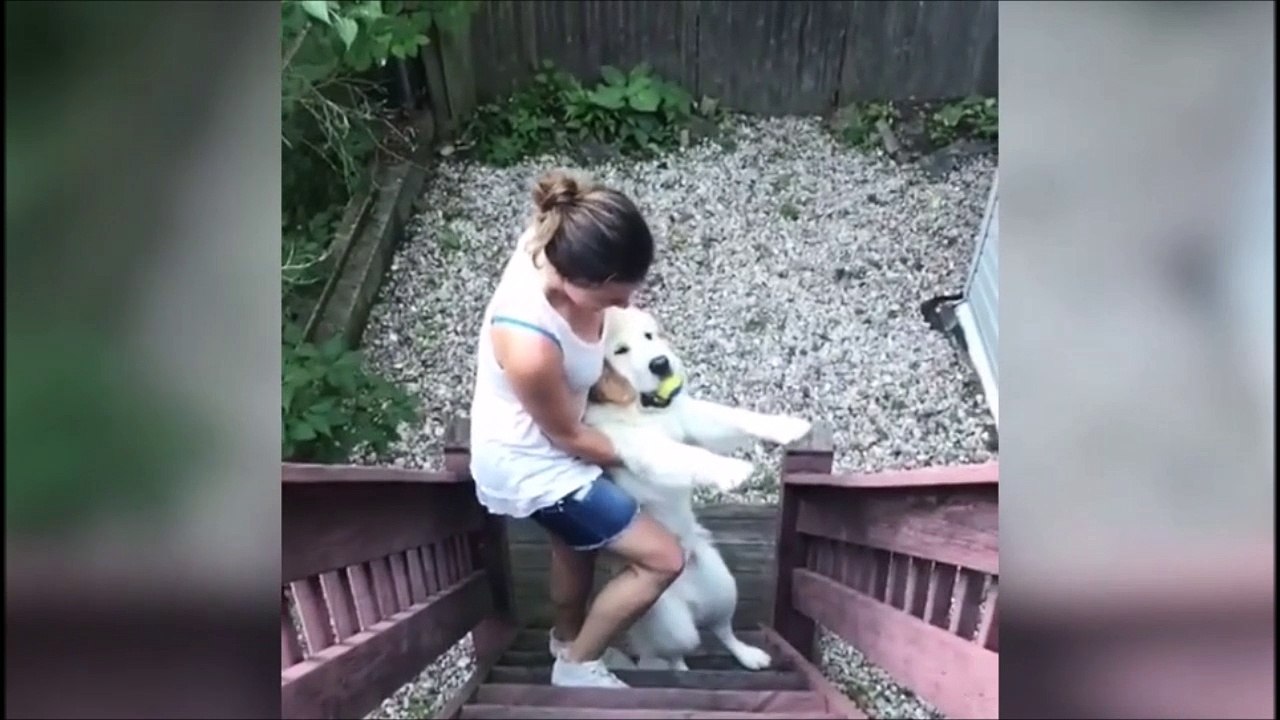 Son chien refuse de rentrer après sa promenade... Grosse galère