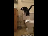 Clever Cat Teaches Himself to Flush the Toilet