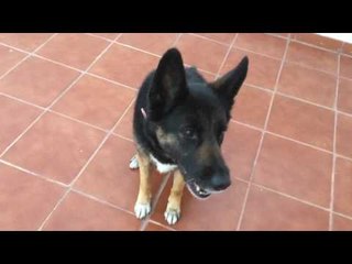 Nana the Hip Hop Dog