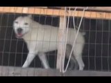 Catania - Cani detenuti in condizioni disumane, scattano denunce (30.06.17)