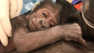 Philly OB/GYN Delivers Baby Gorilla