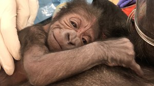 Philly OB/GYN Delivers Baby Gorilla