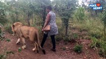 Sweet Moment Walking With A Lion - Daily Heart Beat