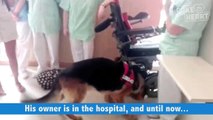 Amazing Service Dog Reunion Video 2016 - Daily Heart Beat