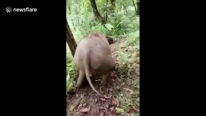 Baby elephant slides down slope for fun