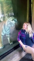 Grávida tira selfie com tigre e o animal tem reação inesperada